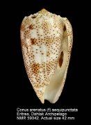 Conus arenatus (f) aequipunctata